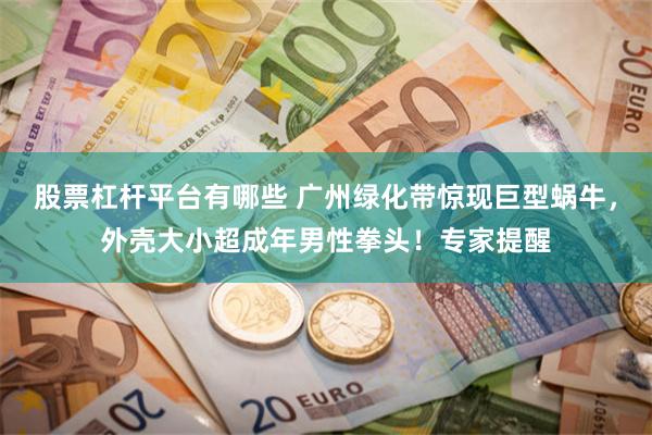 股票杠杆平台有哪些 广州绿化带惊现巨型蜗牛，外壳大小超成年男性拳头！专家提醒